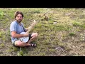 Playing clawhammer banjo for a beautiful wild fox!