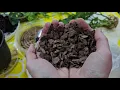 Improve your soil mix with ORCHID BARK