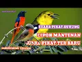 Download Lagu suara pikat burung cipoh kombinasi mantenan kecil