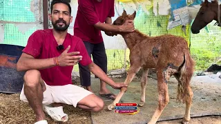 Please, another rescue family should check this 🙏🏻😊#gaumata #shelter #mahakal #shravan 