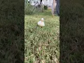 The duck is sounding the alarm 🚨 #shorts #duck #petduck #funnyanimals #animalshorts #ducksoftiktok