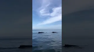Family of Humpback Whales cross our Bow⚓️🐋 #cruising #mexico #sailing #anchor #whale #shorts