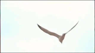 اجمل مواليد عيد الغدير انا ياطير ارجاك اخذني لعلي وياك المنشد ابو سجاد البصري 