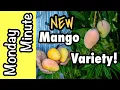 Download Lagu Monday Minute- NEW Mango Variety at Truly Tropical!