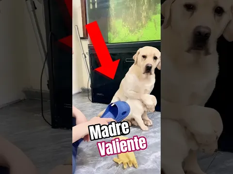 El Amor de una Madre: Una Perra Protege a su Cachorro de su Dueño 🐶💖