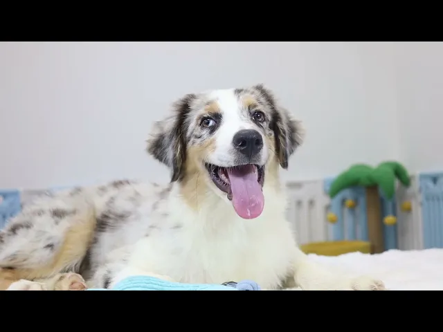 動画