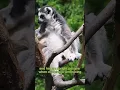 Download Lagu A rare species of indri lemur
