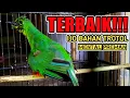 Download Lagu CUCAK IJO TROTOL GACOR NGENTROK JAMBUL!! PALING MANTAP UNTUK PANCINGAN DAN TERAPI CUCAK IJO