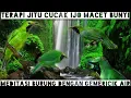 Download Lagu Terapi burung cucak ijo macet bunyi//terapi cucak ijo stress agar kembali gacorrr