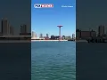 Pod of Dolphins Swim Off The Coast Of Coney Island