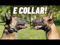 ADVANCED E-COLLAR TRAINING VS FIRST SESSION MY TWO BELGIAN MALINOIS NOT WHAT YOU THINK