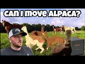 Download Lagu Can I Move Alpaca To New Home?