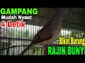 Download Lagu PERKUTUT LOKAL GACOR SUARA ELEGAN CEPAT BIKIN NYATU 