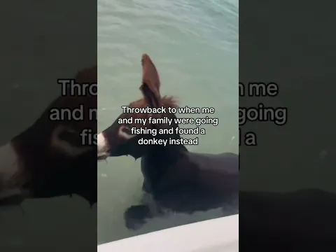 They found a donkey listening to some Prvnci