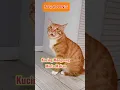 Download Lagu Suara kucing minta makan, #kucingmintamakan #shorts