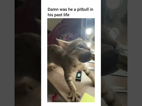He was a pit bull in his last life lol