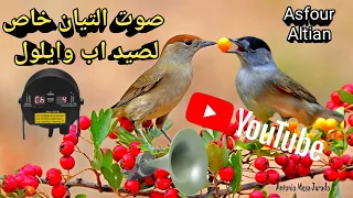  صوت التيان خاص لصيد اب وايلول      صوت عصفور التين لصيد شهر اب وايلول دندنها