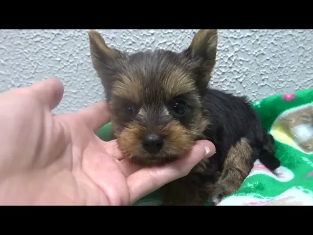 動画