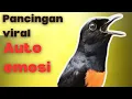 Lagu murai batu gacor AMPUH BUAT PANCINGAN MURAI BATU IKUT BUNYI III 100% nyaut emosi