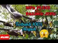 Download Lagu suara pikat burung pleci 100% ampuh. terbukti👍👍👍🙏