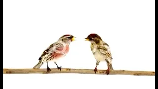 على غصون البان محمد عبد الوهاب 