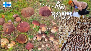 10กว่าปีที่เก็บเห็ดมารวมกันยังไม่ได้เยอะเท่านี้มาก่อน❗️ต้องจารึกไว้เลย 😄 ไม่มีคำบรรยาย 12.9.2026 🇫🇮
