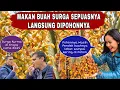 Download Lagu Gelap Mata !! Makan Kurma Langsung Di Bawah Pohon Sepuasnya..