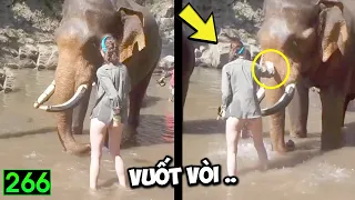 Tin Việt 2026 Mới Nhất | Những Thằng Ngu Nhất Hành Tinh Hài Cười Vỡ Bụng ( P266) 🔴
