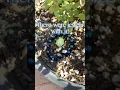 I found a hidden fairy note Part 1