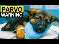 Don t Let Parvo Take Your Puppy Protect Them Now