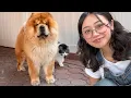 Download Lagu Our Cat went outside so our Chow Chow did THIS