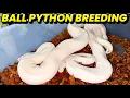 NEW Updates On My 2026 Ball Python Breeding Season