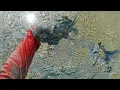 Lagu berburu ikan dan kepiting sisa panen! ambil sebanyak dan sekuat tenaga yang penting CAIR