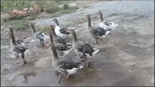 أنشودة حمزة بن عبدالمطلب بدون إيقاع جنى مقداد طيور الجنة 