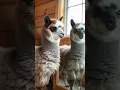 Download Lagu 😍🦙 Llama’s Salon Day Goes Viral! 💅#FunnyBabyBoo#CuteAnimals#UKShorts#ViralPets#AnimalGlowUp MP3