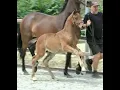 Download Lagu Pirondine DM (v.Glock's Toto Jr x Elite v.De Niro) KWPN filly