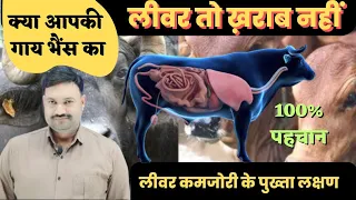 100 liver test of cow and buffalo at home symptoms of cows liver damage buffalos liver damage