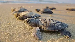 A Sea Turtle Birthday! [Adventure #152]