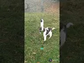 Lincoln the Lovable Newfypoo Pup