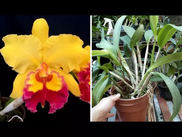 ORQUÍDEA CATTLEYA BLC RODRIGO SUZUKI ESPECIAL