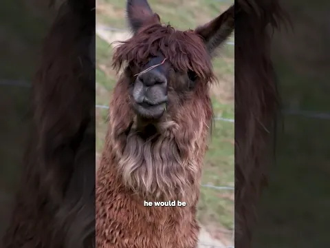 World's OLDEST alpaca! 🦙