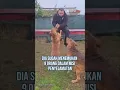 Download Lagu Anjing Heroik Dibunuh Keji, Warga hingga PM Italia Marah Besar