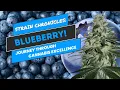 Strain Chronicles Blueberry - A Journey Through Cannabis Excellence