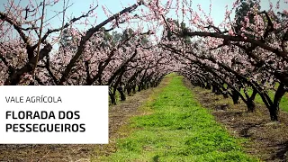 O ESPETÁCULO DA FLORADA DOS PESSEGUEIROS!