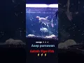 Download Lagu Big Size Goliath Tiger Fish attack his prey! 😱🔥⚡#ikansultan #monsterfish #monsterfishkeeper #goliath
