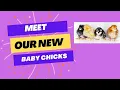 Meet Our New Baby Chicks-A Variety Of Breeds