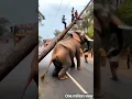Download Lagu ELEPHANT VIDEO 📷#funny #elephant #explore #hathi #animals