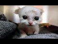 cats having issues