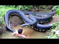 Download Lagu Massive Jungle Encounter: When Nature Gets Too Close