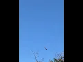 Download Lagu Thursday morning vulture #shorts #ytshorts #viralshort #nature #birds #vultures 9/18/25